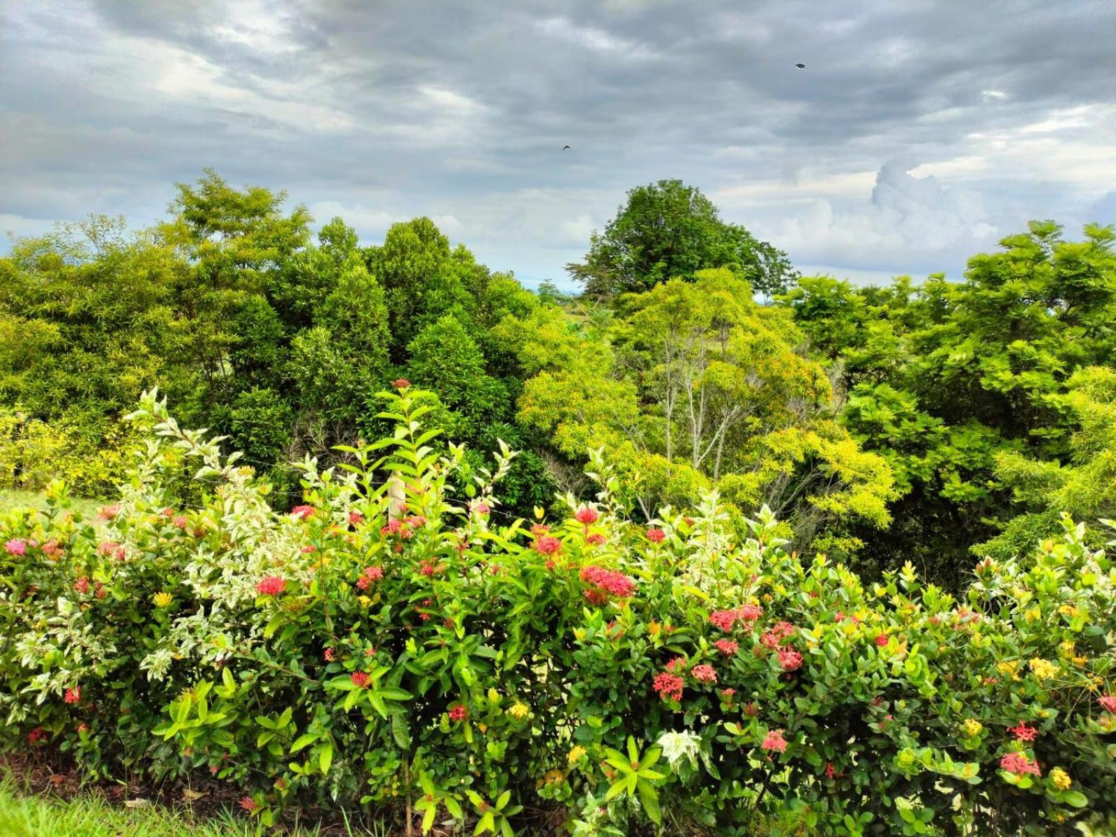 Hotel Arboreo Doradal Kültér fotó
